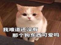 安徽杰盼电子商务有限公司