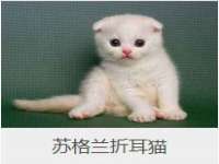 安徽杰盼电子商务有限公司