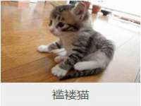 安徽杰盼电子商务有限公司