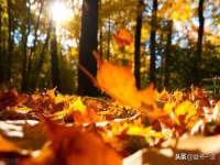 安徽杰盼电子商务有限公司