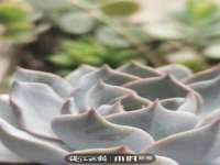 安徽杰盼电子商务有限公司