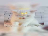 安徽杰盼电子商务有限公司