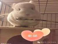 安徽杰盼电子商务有限公司